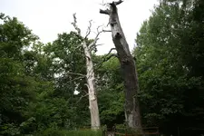 S-Oland25.webp