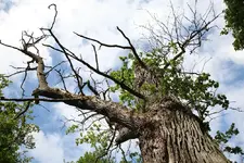 S-Oland27.webp
