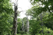 S-Oland29.webp