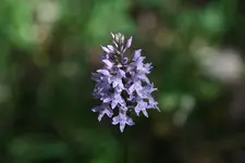 S-Oland30.webp