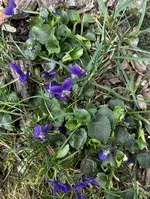 Veilchen.webp