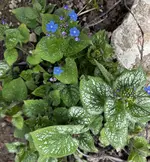 Brunnera.webp