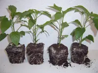 Paprika 11.03 (1).webp