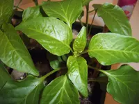 Paprika 11.03 (4).webp