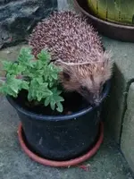 Igel besucht den Rosenweihrauch.webp