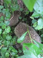 Abhauen durch ein Drahtgeflecht ins Versteck 17.07.25.webp