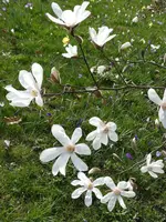 P1000464.webp