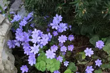 Leberblümchen 0124.webp