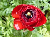 11.webp