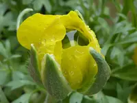 16.webp