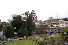 Rotbuche 0426.webp