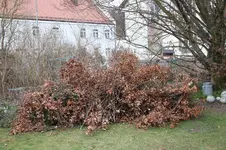 Rotbuche 0726.webp