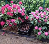 Beeteinfassung aus Bongossiholz.webp