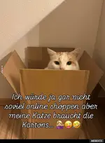 katze.webp