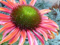 PowWow Wild Berry.webp PowWow Wild Berry.webp
