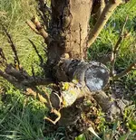 Apfel-Stummel.webp Apfel-Stummel.webp