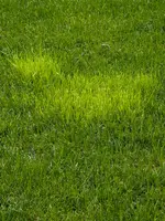 1000184849.webp