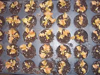 Gemüse 14.03 (2).webp