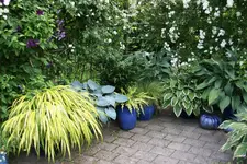 Hostaparade    0322.webp