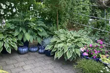 Hostaparade    0422.webp