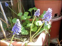 c034.webp
