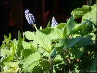 c035.webp