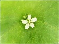 c037.webp