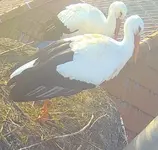 Screenshot_20260319_074959_Samsung Internet.webp