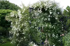 Rosenlaube0116.webp