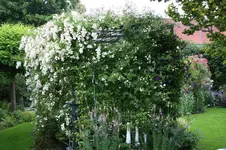 Rosenlaube0115.webp