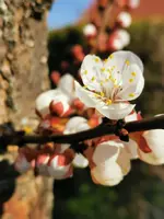IMG_20260319_152814.webp