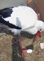 Screenshot_20260320_121350_Chrome.webp Screenshot_20260320_121350_Chrome.webp