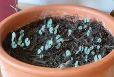 260320_ceropegia_wodii_knollen.webp