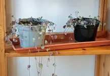 260320_ceropegia_wodii_ableger.webp