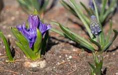 fruehlingslueher.webp