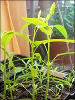 c038.webp