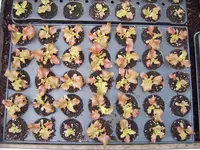 Salat 21.03 (1).webp