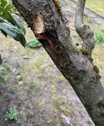 Schadstelle.webp Schadstelle.webp