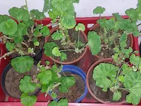 Geranien 20260310.webp