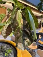 Ficus_lyrata.webp