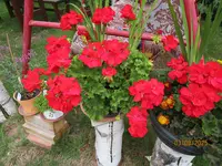 IMG_1937.webp