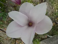 P1000619.webp