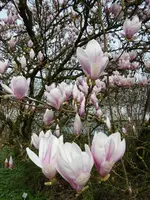 P1000620.webp