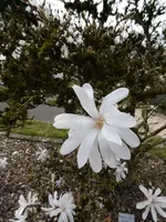 P1000631.webp