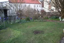 Rotbuche 1026.webp
