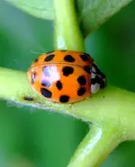 Zr47püäk.webp Zr47püäk.webp