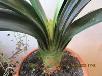 7.0Clivia 19.02.2026.webp