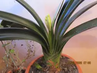7.1Clivia 03.03.26.webp