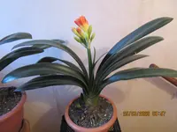 7.2 Clivia 25.03.26.webp