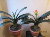 7.3 Clivia 25.03.26.webp
